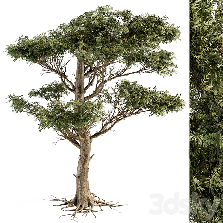 Tree Green Acacia – Set 73 3DS Max Model - thumbnail 1