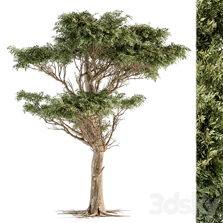 Tree Green Acacia – Set 73 3DS Max Model - thumbnail 2
