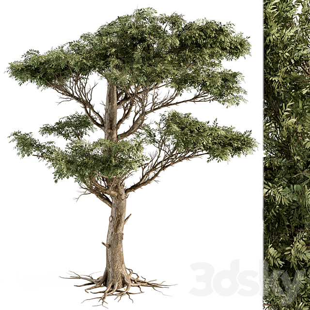 Tree Green Acacia – Set 73 3DSMax File - thumbnail 1