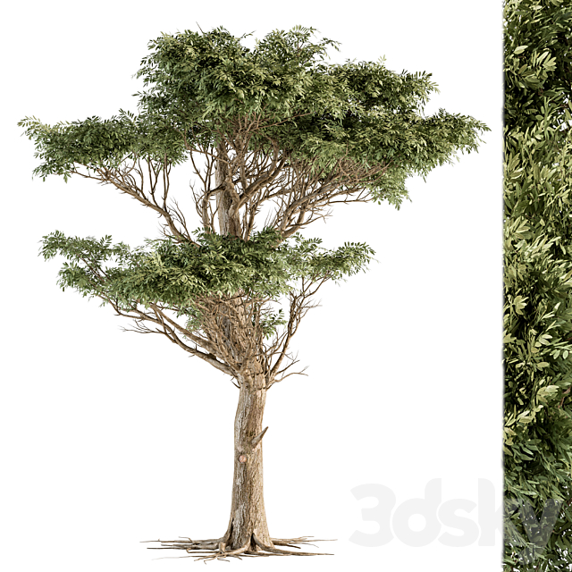 Tree Green Acacia – Set 73 3DSMax File - thumbnail 2