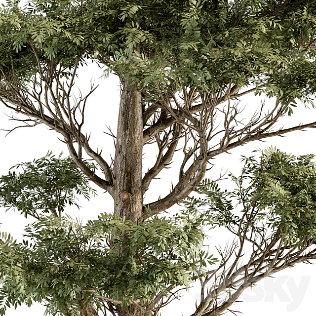 Tree Green Acacia – Set 73 3DSMax File - thumbnail 3