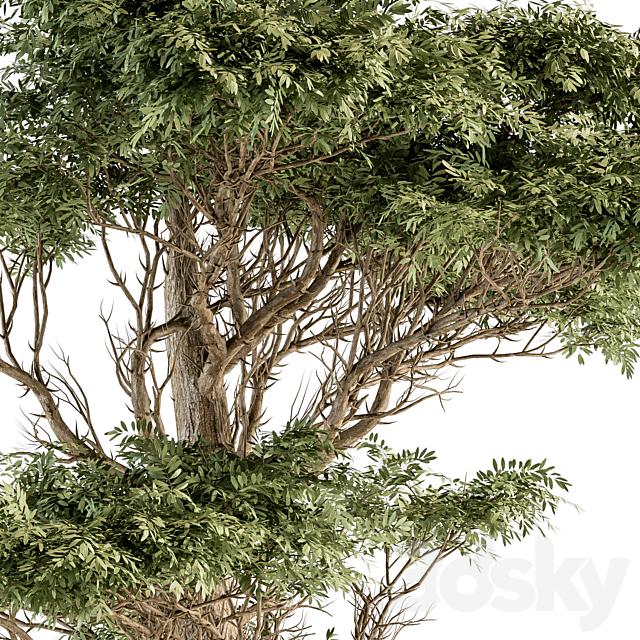 Tree Green Acacia – Set 73 3DSMax File - thumbnail 4