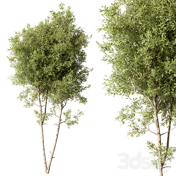 Tree Green Maple – Set 125 3DS Max Model - thumbnail 1