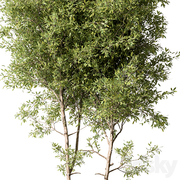 Tree Green Maple – Set 125 3DS Max - thumbnail 2