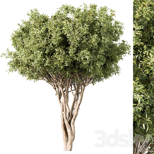 Tree Green Maple – Set 139 3ds Max - thumbnail 1