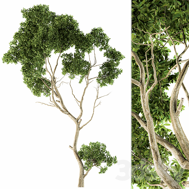 Tree Green Maple – Set 27 3ds Max - thumbnail 1