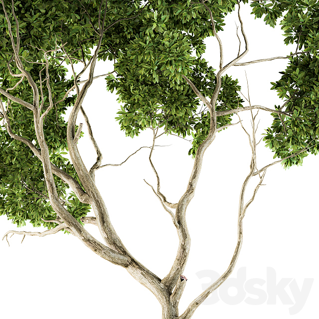 Tree Green Maple – Set 27 3ds Max - thumbnail 2