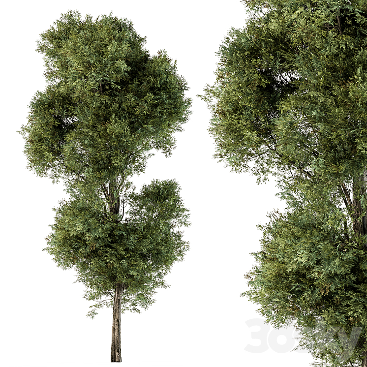 Tree Green Maple – Set 98 3DS Max Model - thumbnail 1