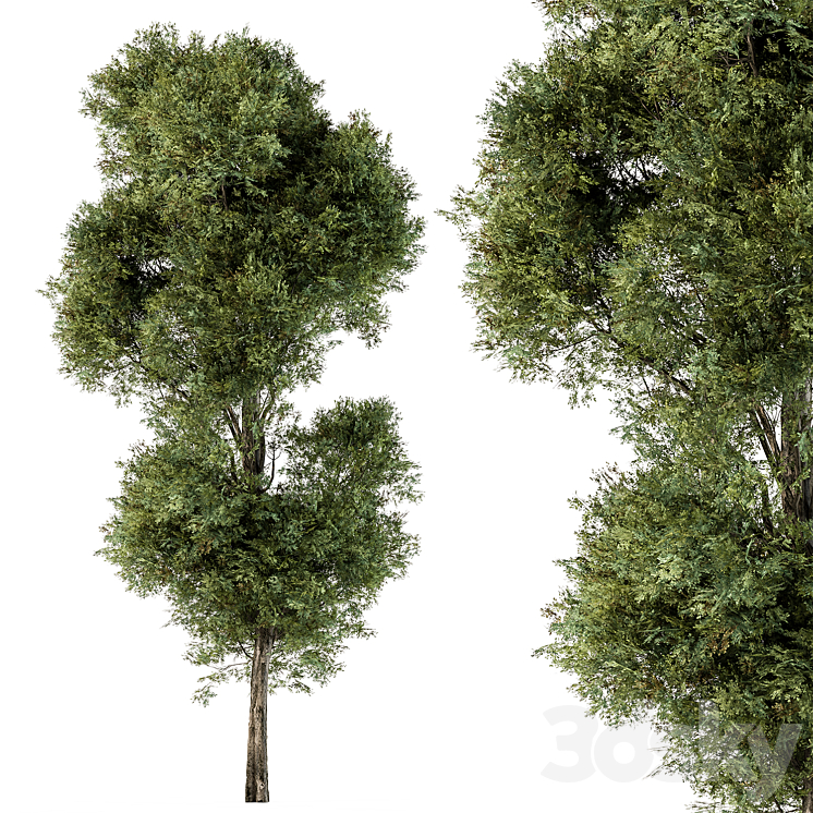 Tree Green Maple – Set 98 3DS Max - thumbnail 1