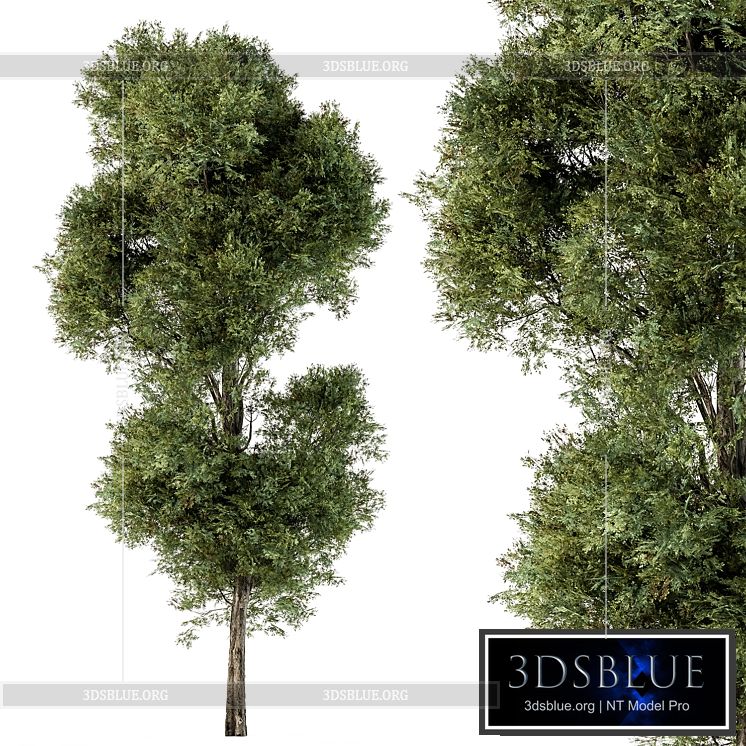 Tree Green Maple – Set 98 3DS Max - thumbnail 3