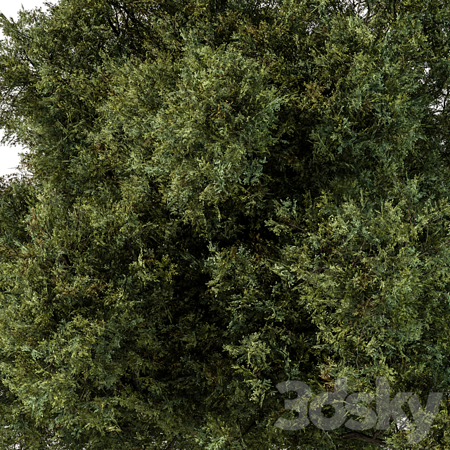 Tree Green Maple – Set 99 3DS Max Model - thumbnail 2