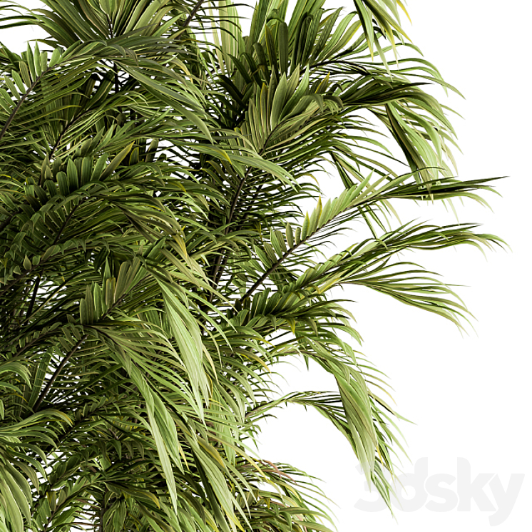 Tree Green Palm bunch – Set 32 3DS Max Model - thumbnail 2