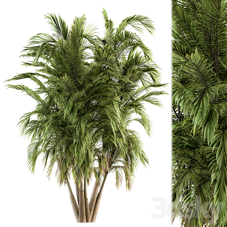 Tree Green Palm bunch – Set 32 3DS Max Model - thumbnail 3