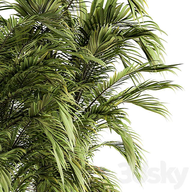 Tree Green Palm bunch – Set 32 3DS Max Model - thumbnail 2