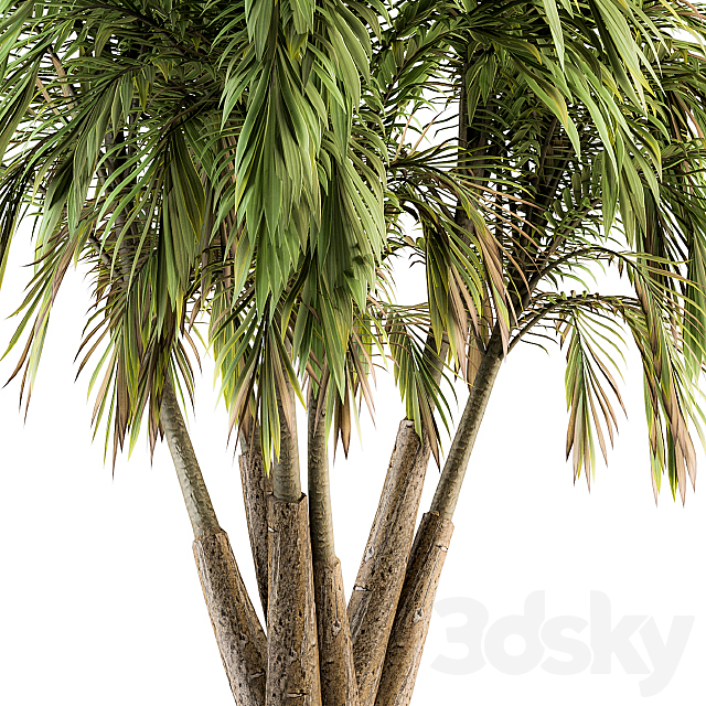 Tree Green Palm bunch – Set 32 3DS Max Model - thumbnail 3