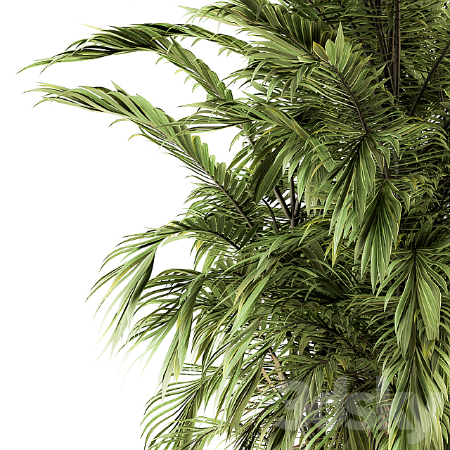 Tree Green Palm bunch – Set 32 3DS Max Model - thumbnail 4