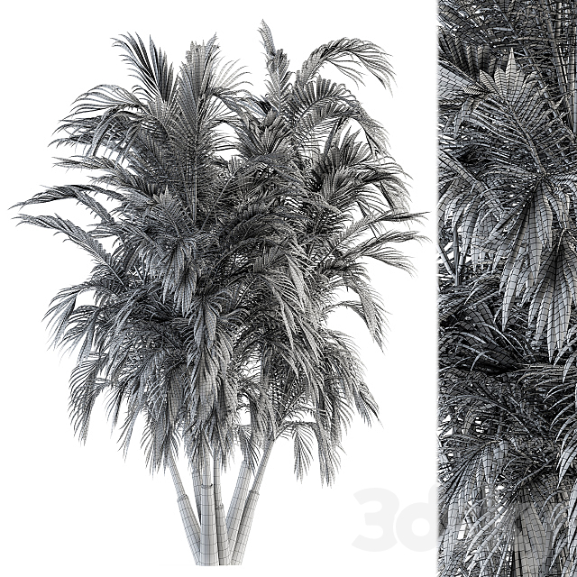 Tree Green Palm bunch – Set 32 3DS Max Model - thumbnail 5