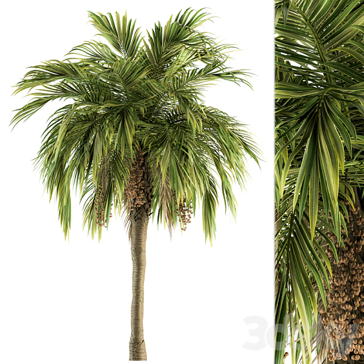 Tree Green Palm with Fruit – Set 34 3DS Max Model - thumbnail 1