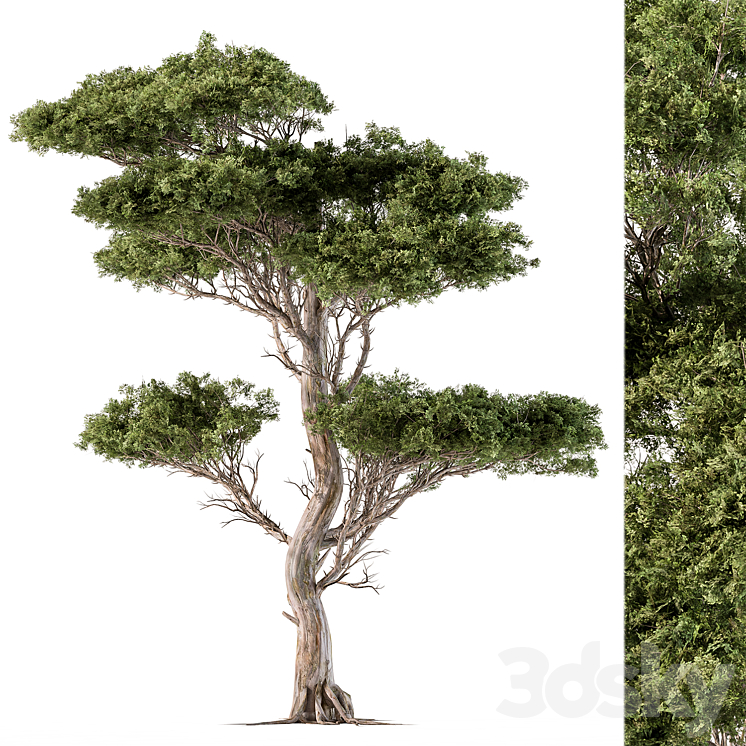 Tree Needle Acacia – Set 102 3DS Max Model - thumbnail 1