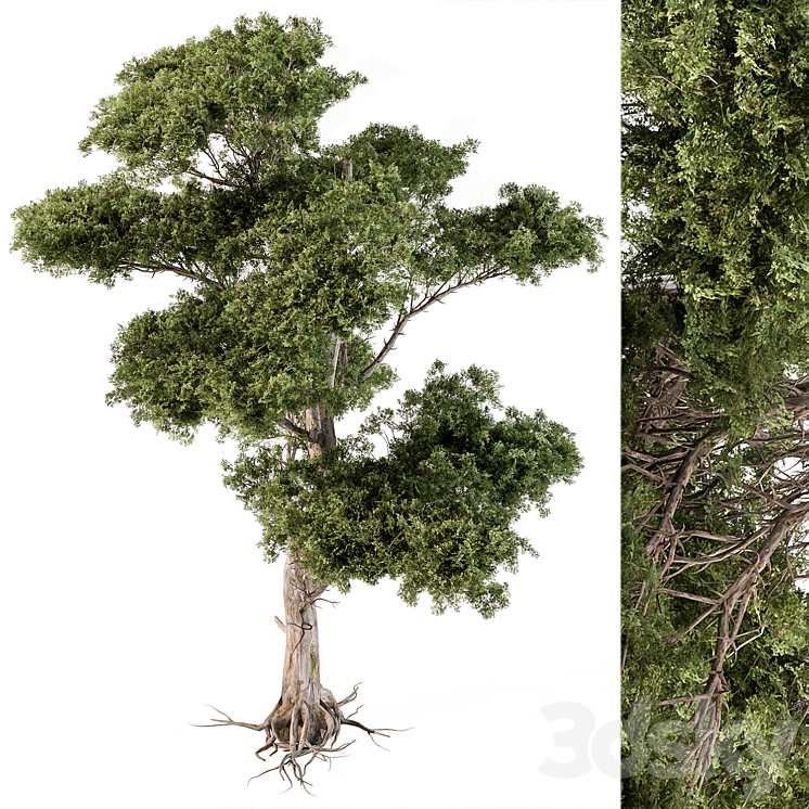 Tree Needle Acacia – Set 102 3DS Max Model - thumbnail 2