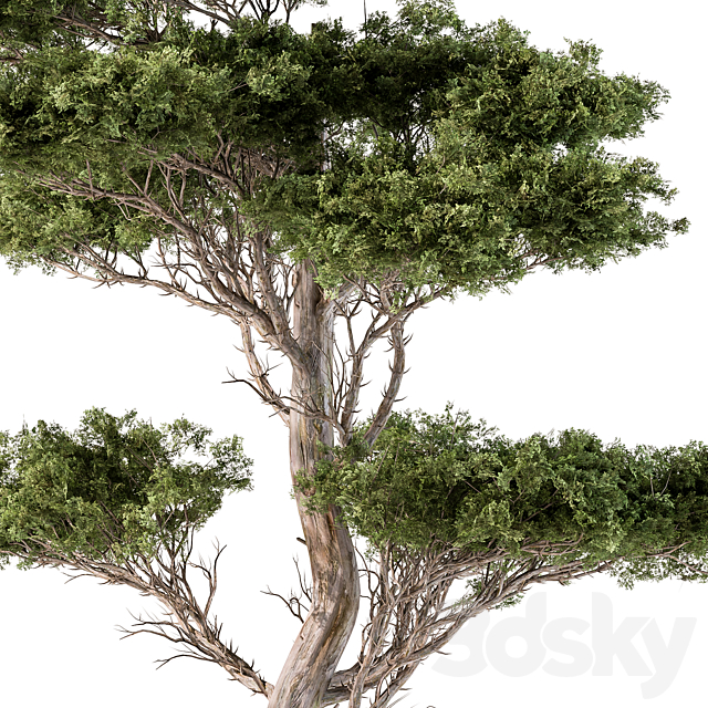 Tree Needle Acacia – Set 102 3DSMax File - thumbnail 3