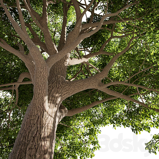 Tree Oak generic 3DS Max Model - thumbnail 2