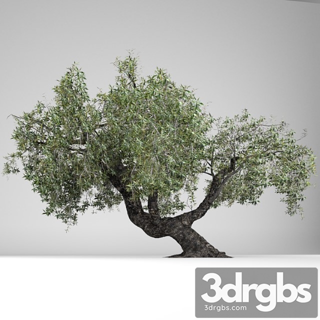 Tree Olea europaea - thumbnail 1