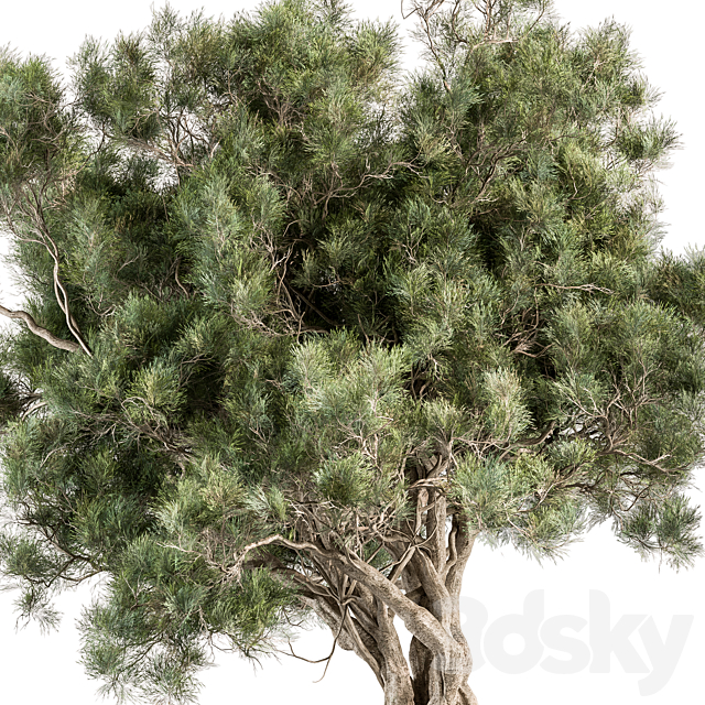 Tree Olive – Set 193 3DS Max Model - thumbnail 2