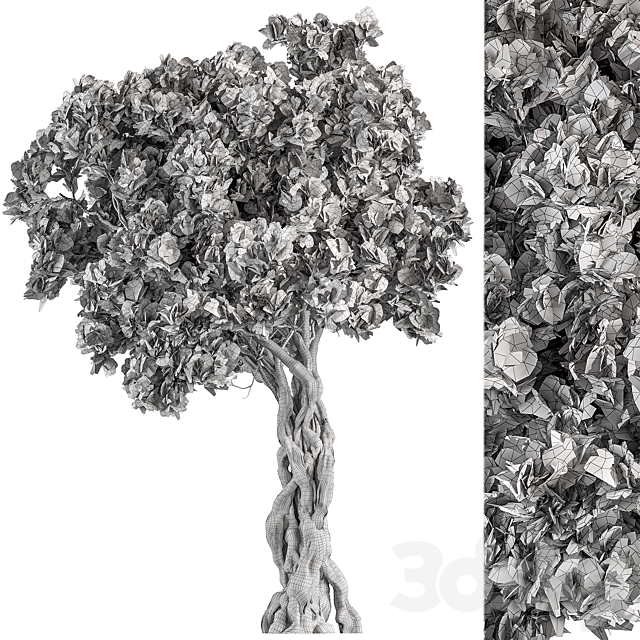 Tree Olive – Set 193 3DS Max Model - thumbnail 3