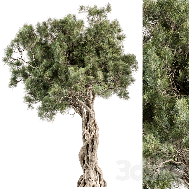 Tree Olive – Set 193 3dsMax Model - thumbnail 1