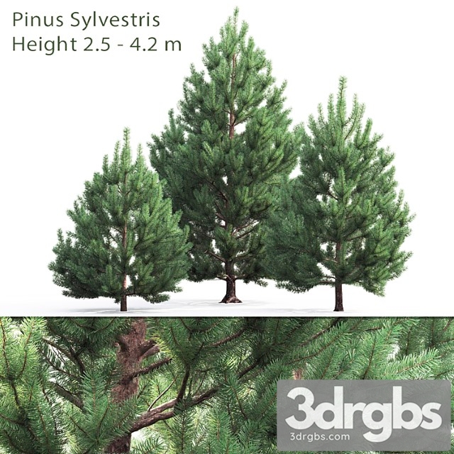 Tree Pine 2 - thumbnail 1