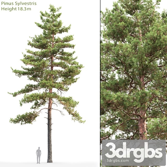 Tree Pine_1 - thumbnail 1