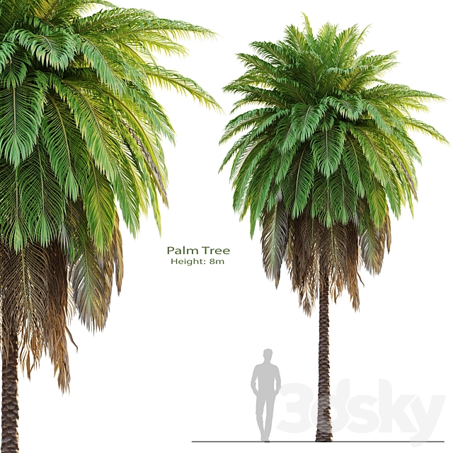 tree set 08-Palm Tree-C 3ds Max - thumbnail 1