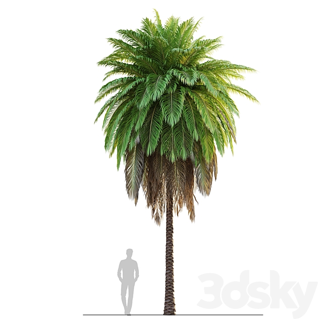 tree set 08-Palm Tree-C 3ds Max - thumbnail 2