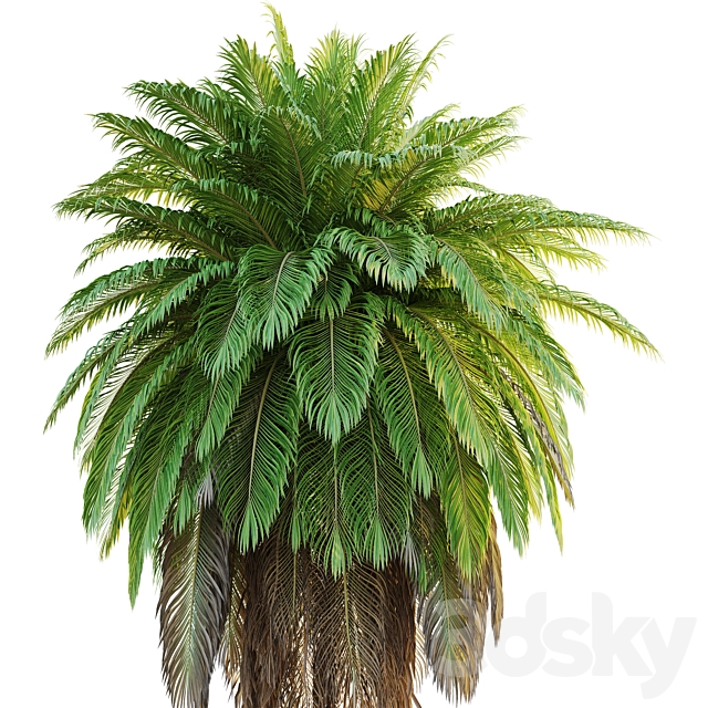 tree set 08-Palm Tree-C 3ds Max - thumbnail 3