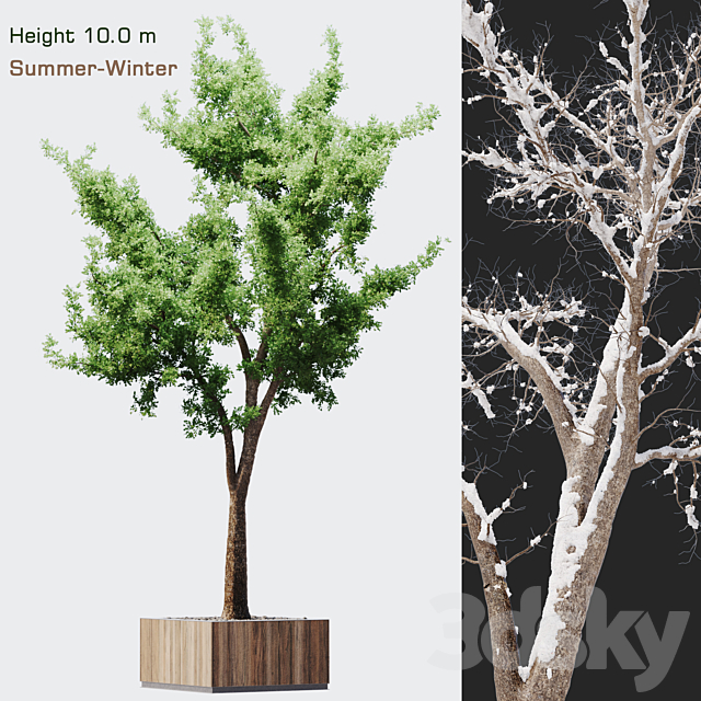 Tree summer-winter 3DSMax File - thumbnail 1