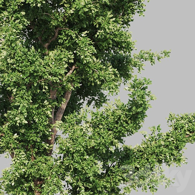 Tree summer-winter 3DSMax File - thumbnail 2