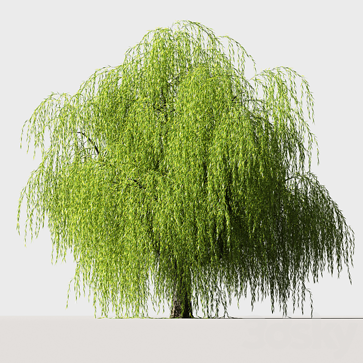 Tree Willow 3DS Max - thumbnail 1