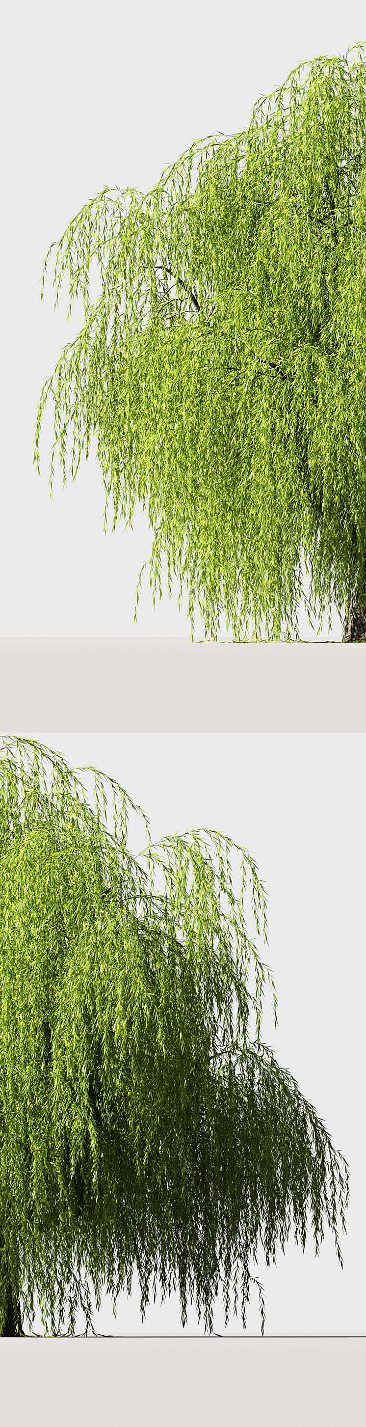 Tree Willow 3DS Max - thumbnail 2