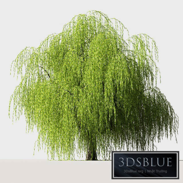 Tree Willow 3DS Max - thumbnail 3