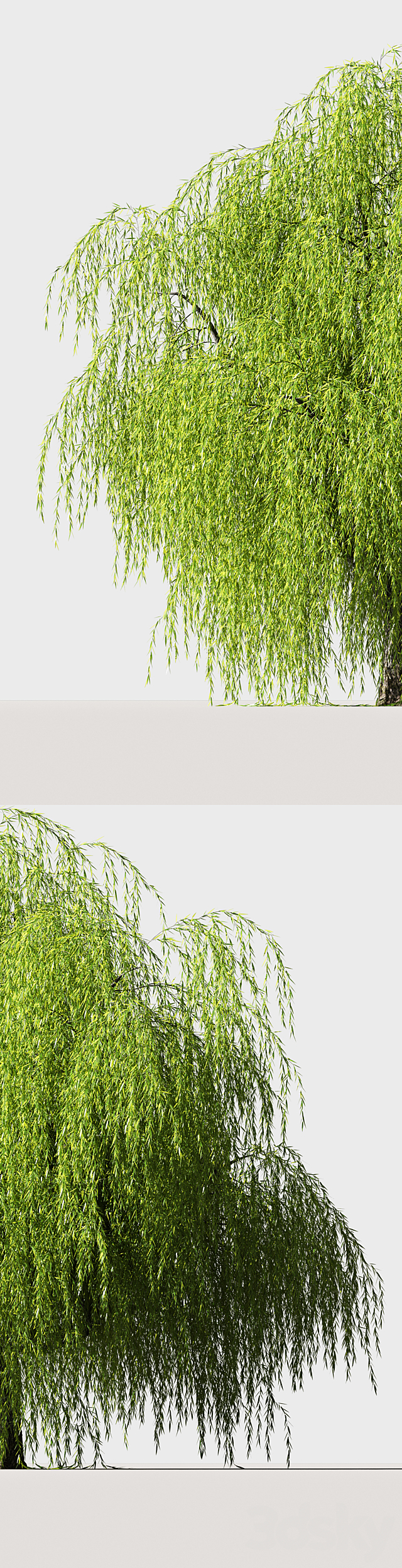 Tree Willow 3DS Max Model - thumbnail 2