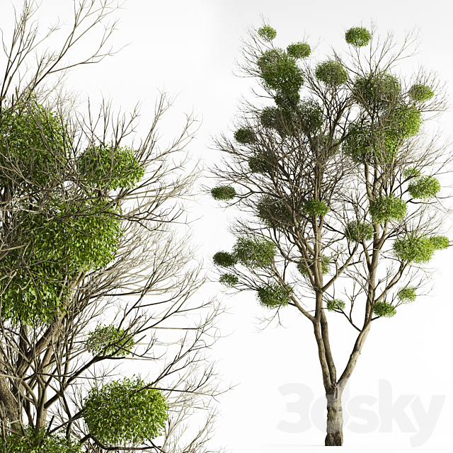 Tree with Mistletoe 3DSMax File - thumbnail 1