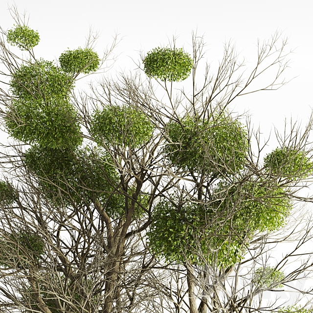 Tree with Mistletoe 3DSMax File - thumbnail 2