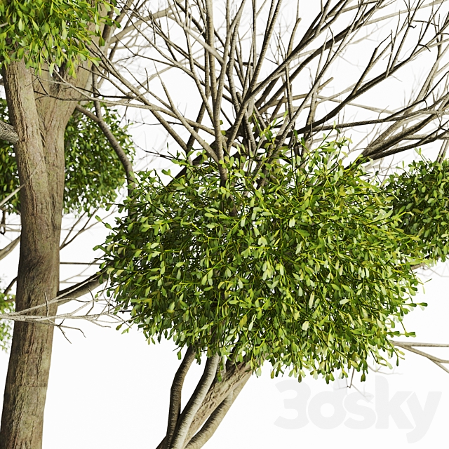 Tree with Mistletoe 3DSMax File - thumbnail 3