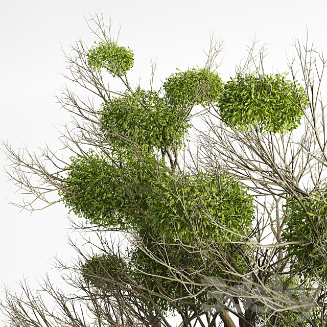 Tree with Mistletoe 3DSMax File - thumbnail 4