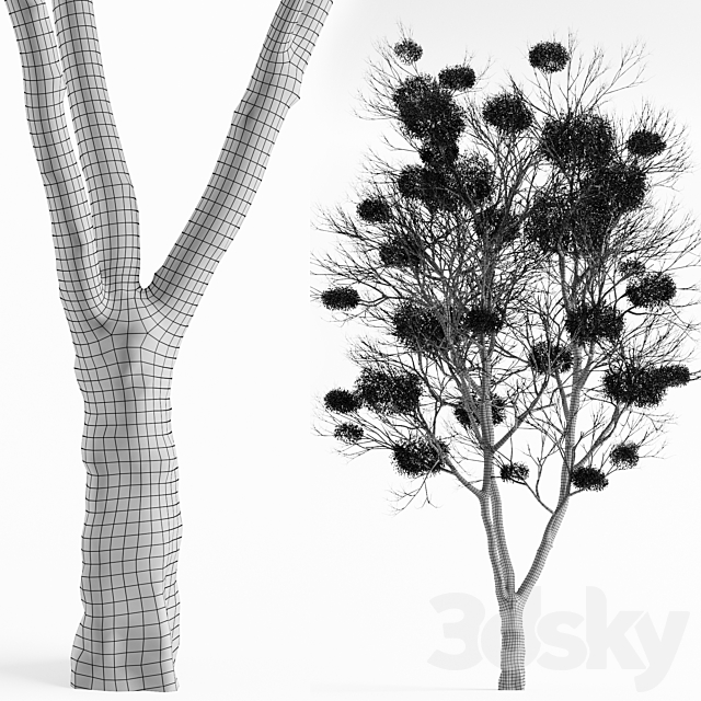 Tree with Mistletoe 3DSMax File - thumbnail 6