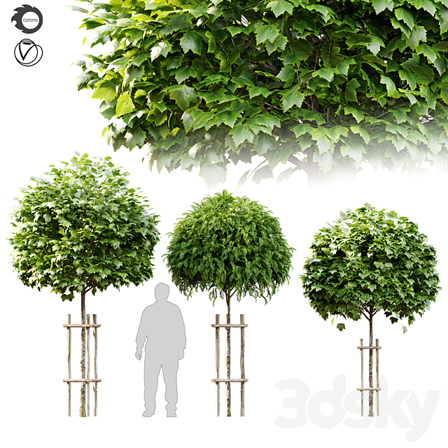 Tree with wooden guard 3ds Max - thumbnail 1