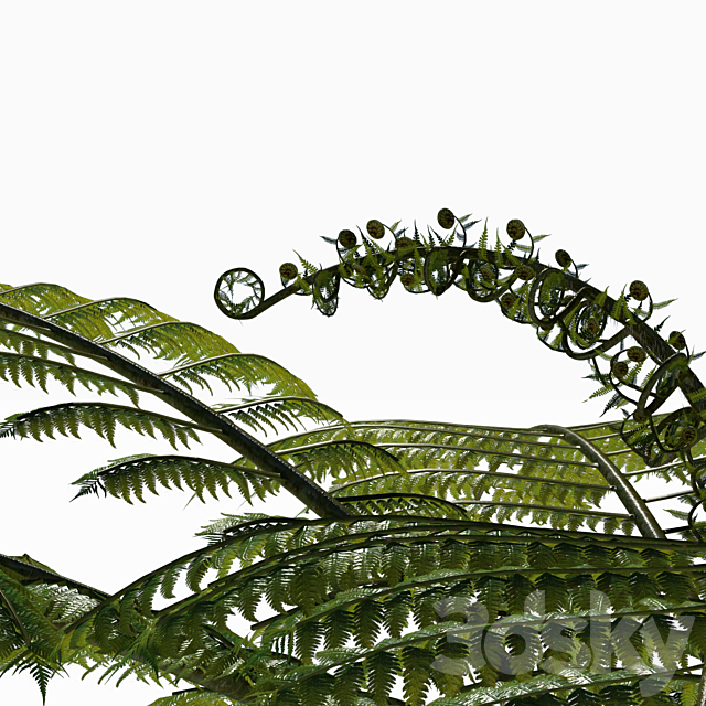 Treefern dicksonia antarctica 3DS Max Model - thumbnail 2