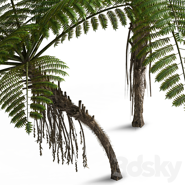 Treefern dicksonia antarctica 3DS Max Model - thumbnail 3