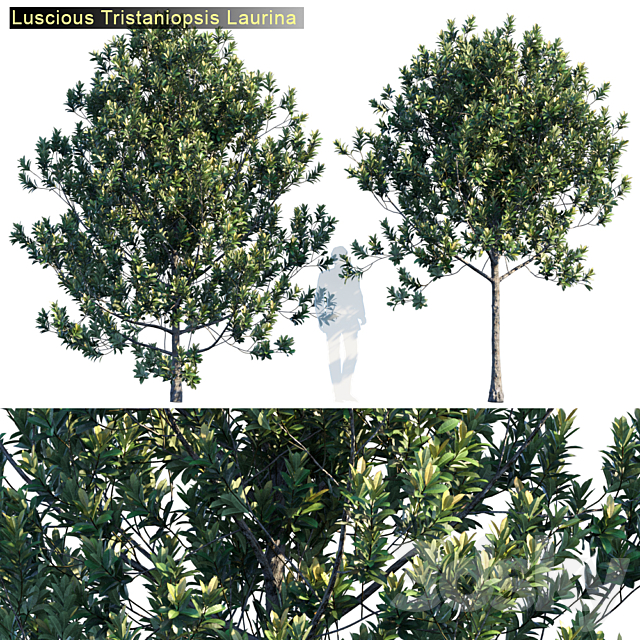 Tristanopsis Laurina # 2 3ds Max - thumbnail 1